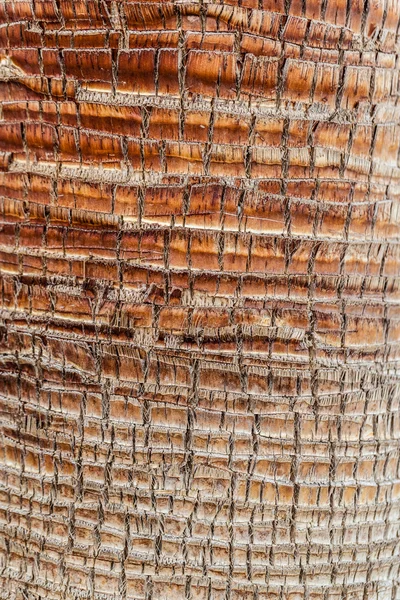 Palm φλοιό δέντρων — Φωτογραφία Αρχείου