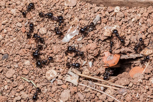 Ant のチームワーク — ストック写真