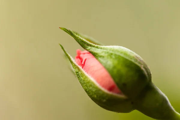 Piccolo bocciolo di rosa — Foto Stock