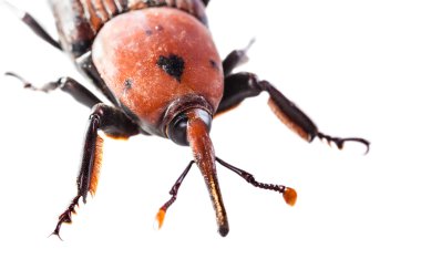 Weevil makro