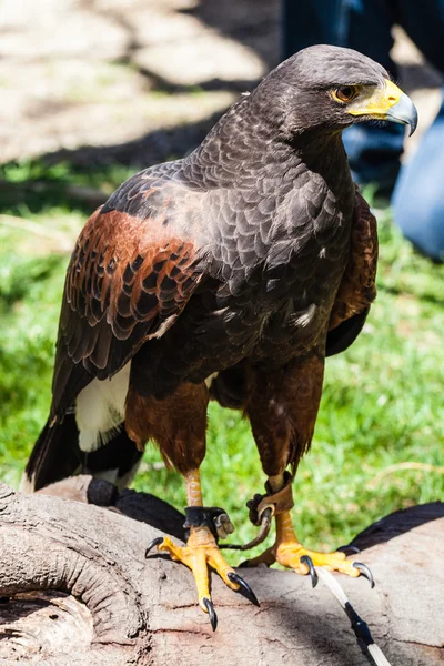 Halcón de Harris — Foto de Stock