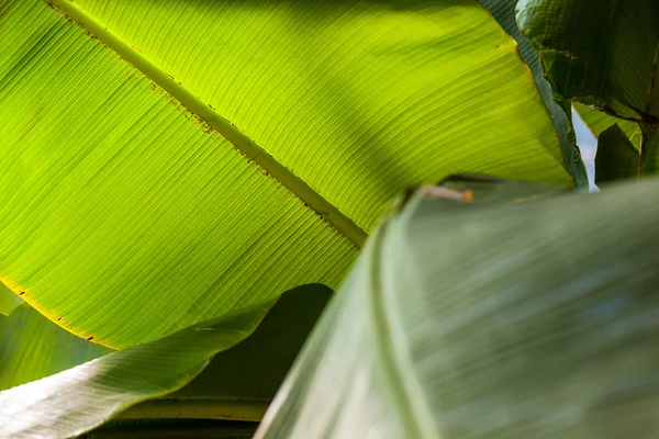 Frunzele de banane — Fotografie, imagine de stoc