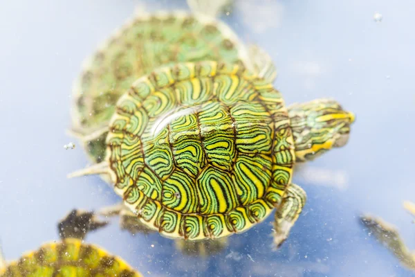 Pet turtle — Stock Photo, Image