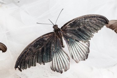 Papilio memnon