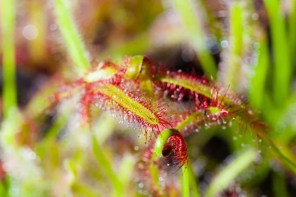 Drosera — Fotografia de Stock