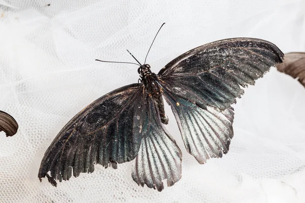 Papilio Μέμνων — Φωτογραφία Αρχείου