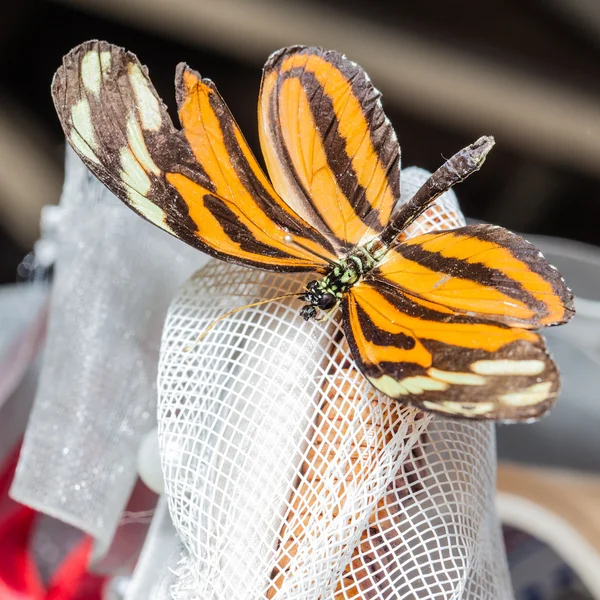 Heliconius ismenius — Stock Photo, Image