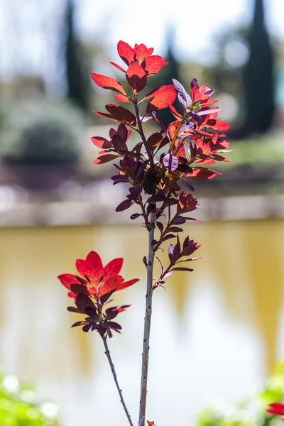 Cotinus coggygria — Stock Photo, Image