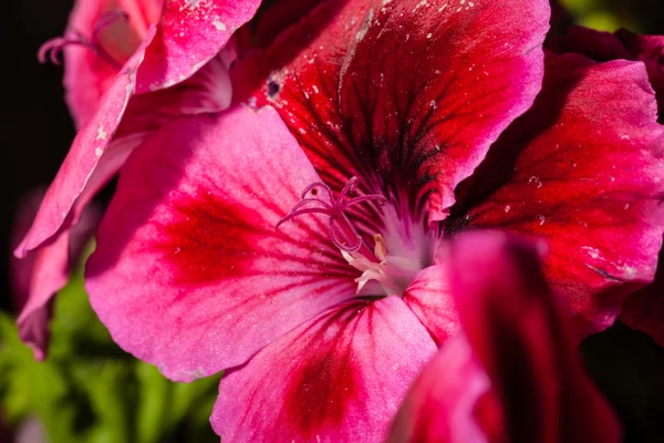 Pelargonium — Stock Photo, Image