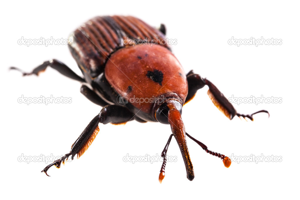 Big red weevil