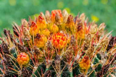 çiçek açan ferocactus