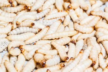 Mealworms clipart