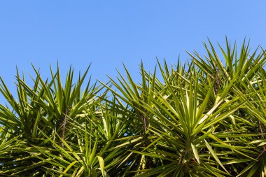 Yucca kızgözü