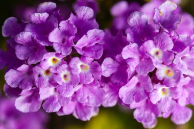 Lantana Montevidence