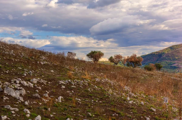 Alberi sul pendio — Foto Stock