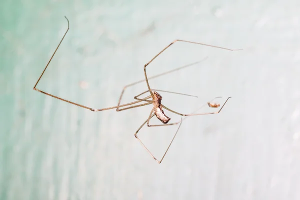 Holocnemus — Fotografia de Stock