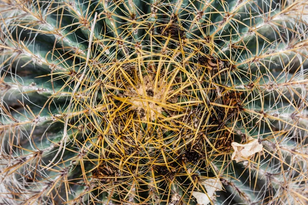 Top in ferocactus — Foto Stock