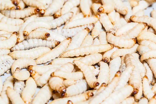 Mealworms — Stock Photo, Image