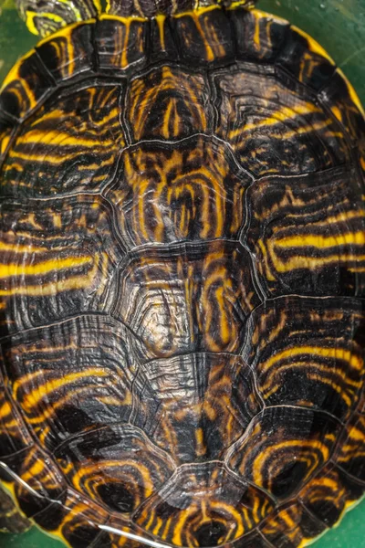 Concha de tortuga — Foto de Stock