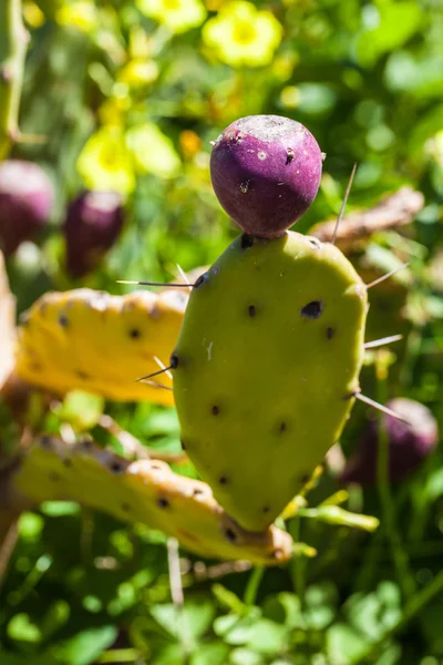 Saftige Kaktusfeige — Stockfoto