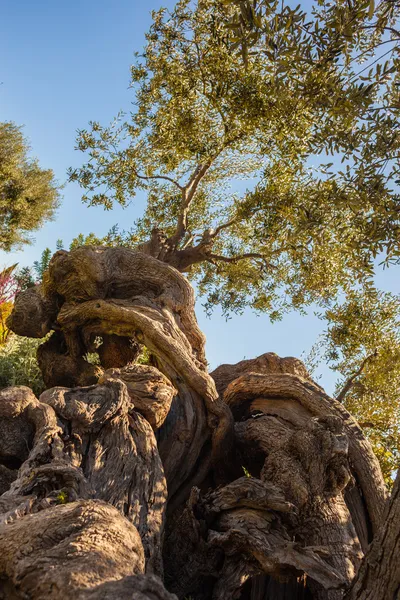 Tusenåriga olivträd — Stockfoto