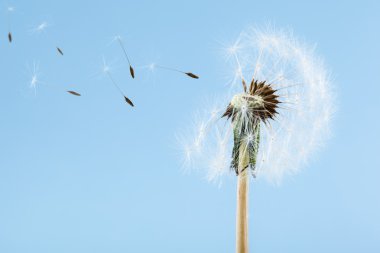 Şişirme Dandelion