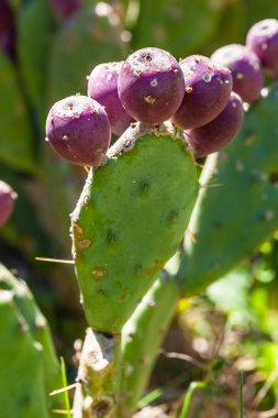 Prickly pears clipart