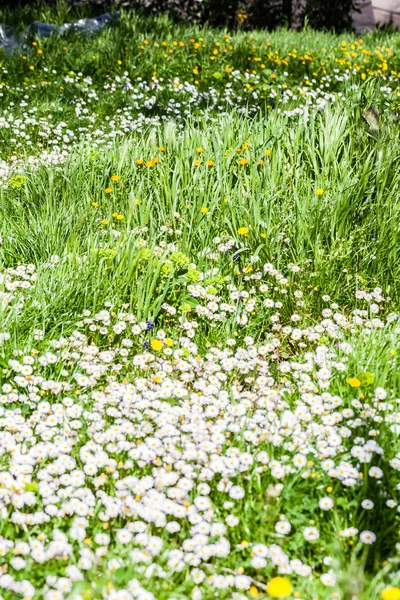 牧草地 — ストック写真