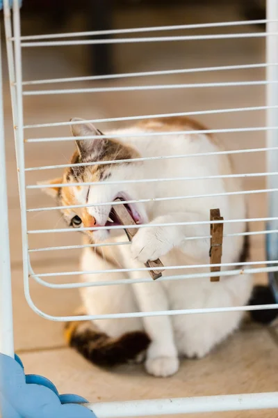 Cat and clothespeg — Stock Photo, Image