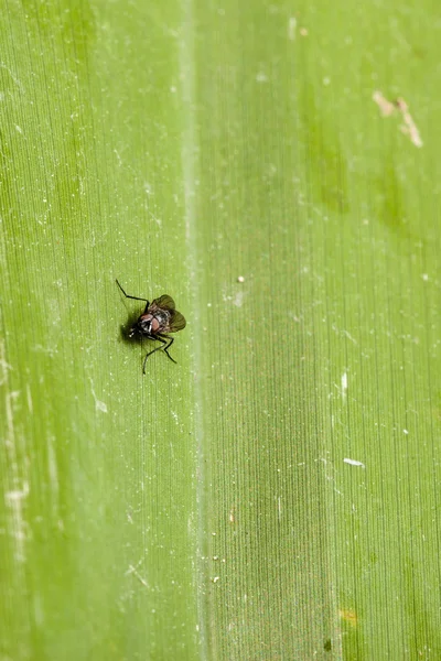 Voar em verde — Fotografia de Stock