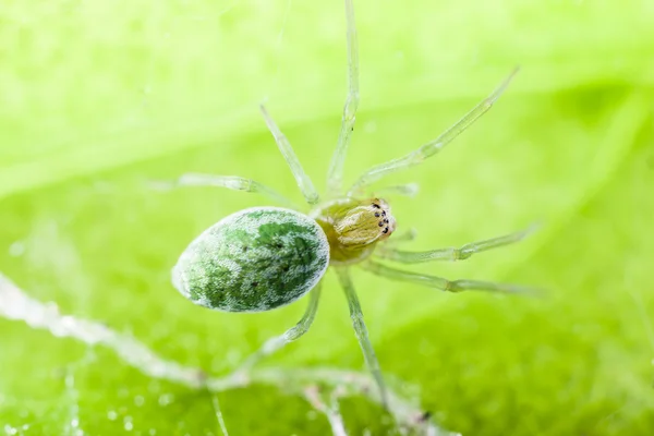 Aranha-berbere — Fotografia de Stock