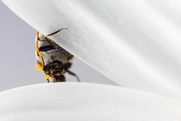 Bug on petal — Stock Photo, Image