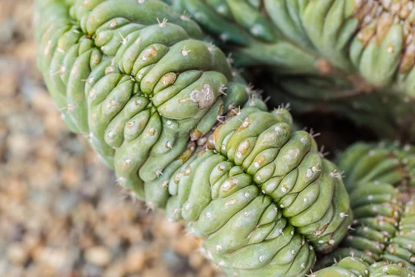 Trichocereus pachanoi — Zdjęcie stockowe