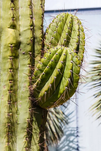 Cactus — Foto Stock