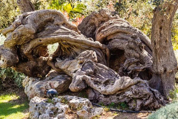 Amazing tree trunk — Stock Photo, Image