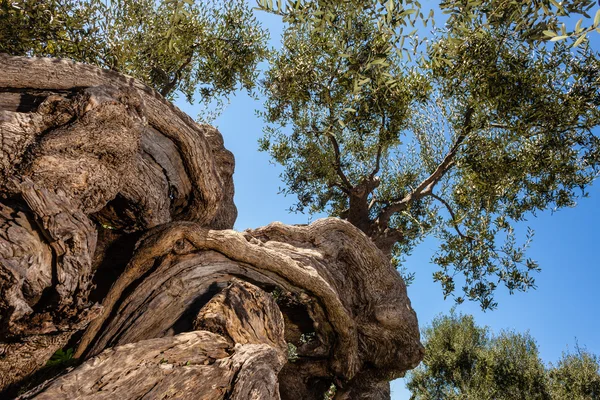 Twisted olive tree — Stock Photo, Image