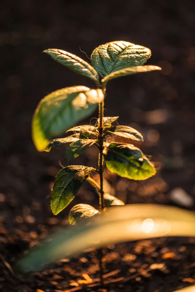 Planta — Fotografia de Stock