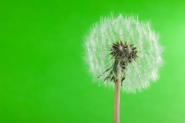 Dandelion on green — Stock Photo, Image