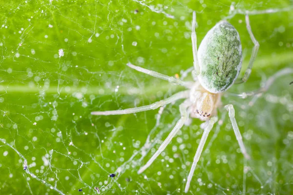 Dictynidae pająk — Zdjęcie stockowe