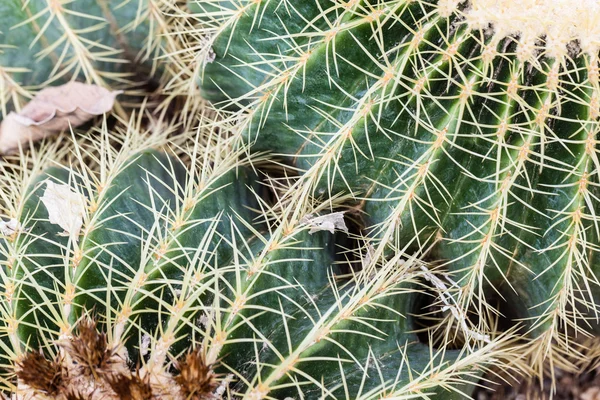 Echinocactus — Foto Stock