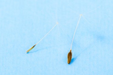 karahindiba tohumları