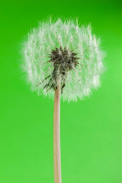 Eco dandelion — Stock Photo, Image
