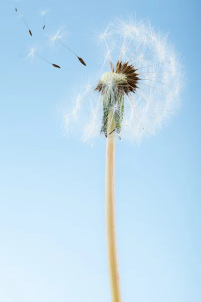 Fräschhet — Stockfoto