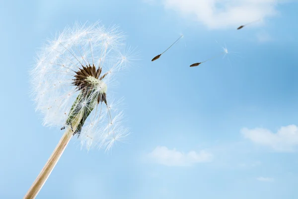 Wind — Stock Photo, Image