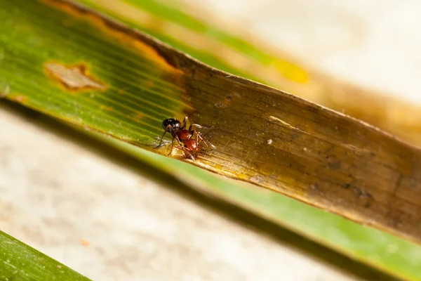 Hormiga arrastrándose — Foto de Stock