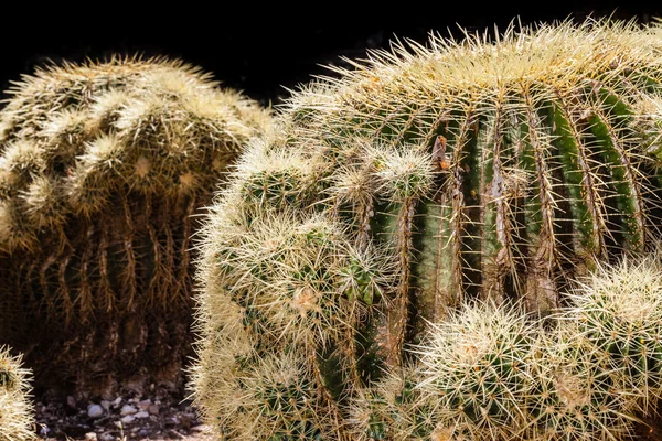 Canna d'oro Cactus — Foto Stock