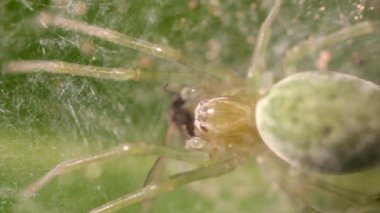 nigma walckenaeri örümcek yerken fly