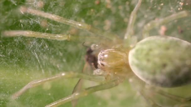 Nigma Walckenaeri aranha comer mosca — Vídeo de Stock