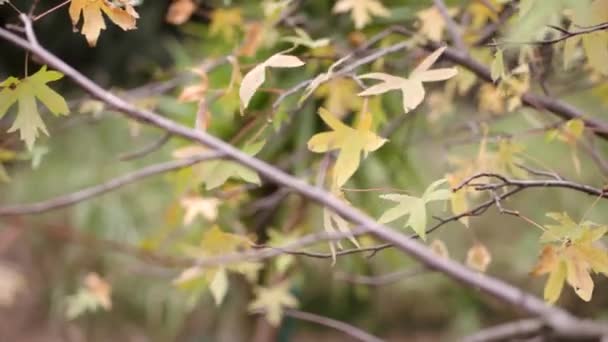 Feuilles d'érable déplacées par le vent dans une journée d'automne 