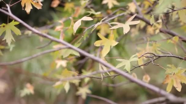 Maple leaves moved by the wind in an autumn day — Stock Video